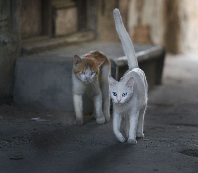 Funny picdump (129 pics)