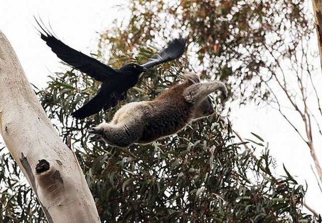 Funny picdump (116 pics)