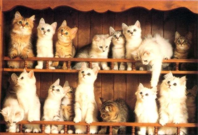 Funny picdump (146 pics)
