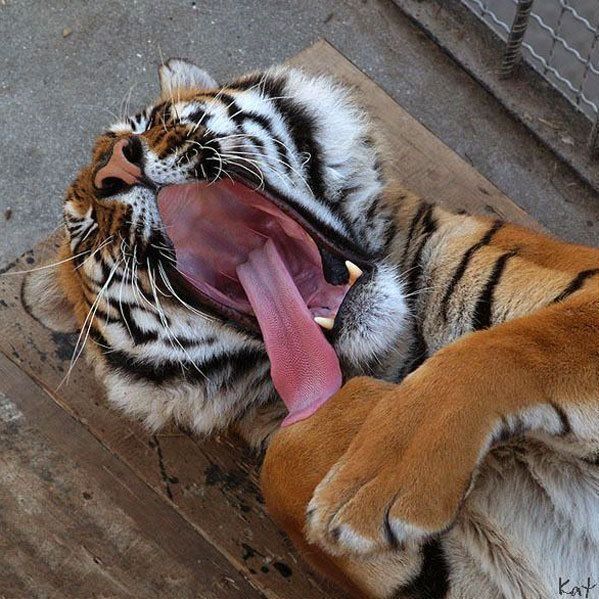Funny picdump (146 pics)