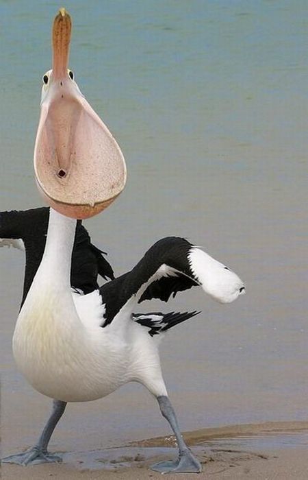 Funny picdump (105 pics)