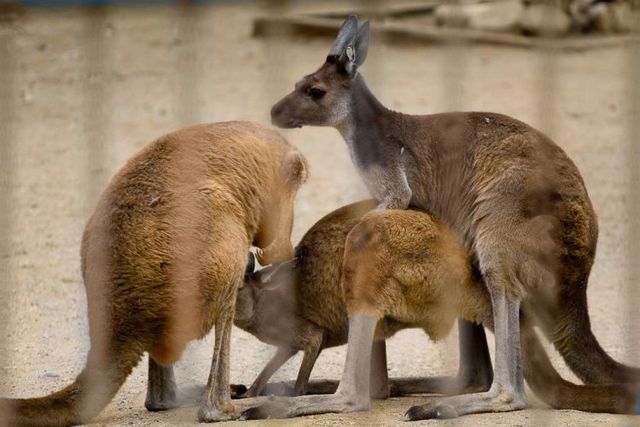 Funny picdump (133 pics)