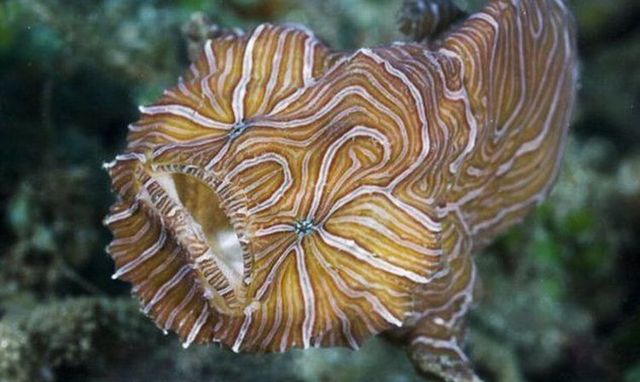 Funny picdump (133 pics)