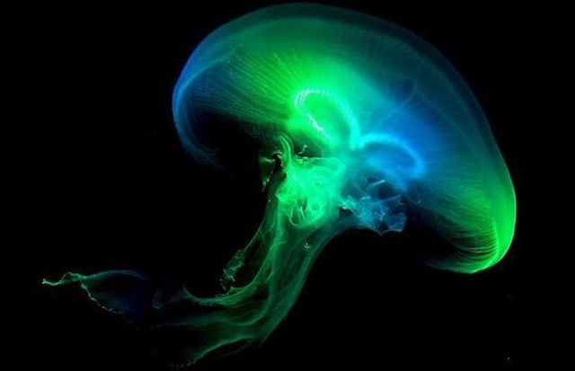 Funny picdump (133 pics)