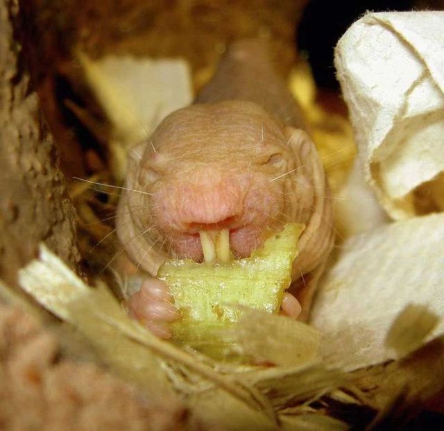 Funny picdump (133 pics)