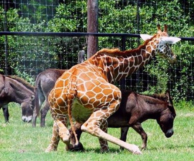 Funny picdump (133 pics)