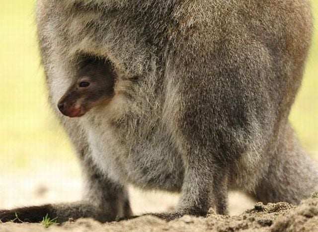 Funny picdump (122 pics)