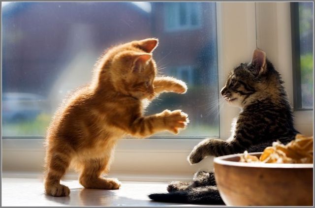 Funny picdump (122 pics)