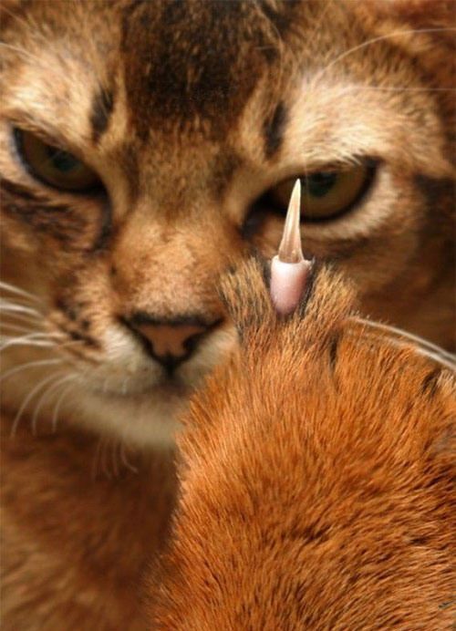 Funny picdump (111 pics)