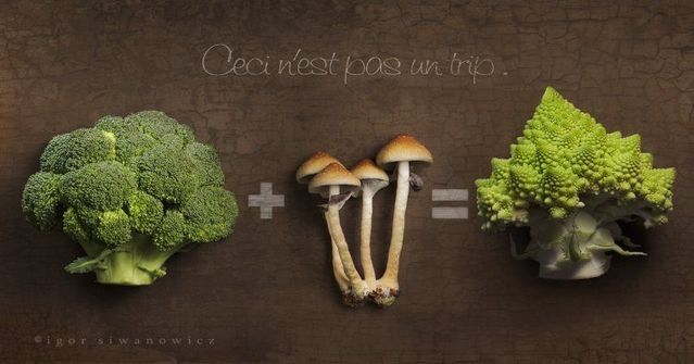 Funny picdump (111 pics)