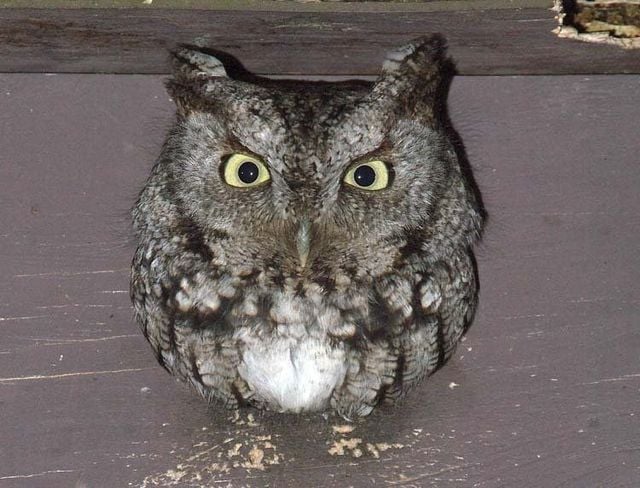 Funny picdump (111 pics)