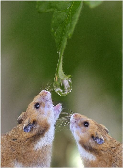 Funny picdump (111 pics)