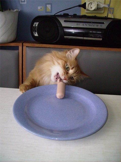 Funny picdump (111 pics)