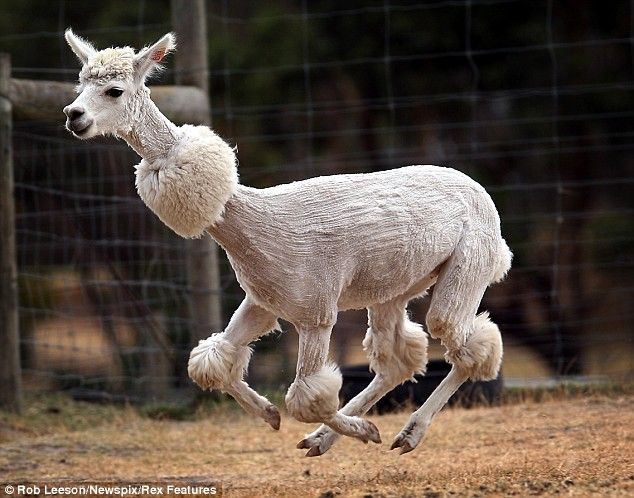 Funny picdump (111 pics)