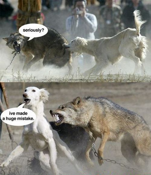 Funny picdump (111 pics)