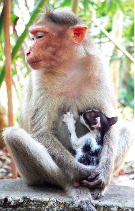 Funny picdump (111 pics)