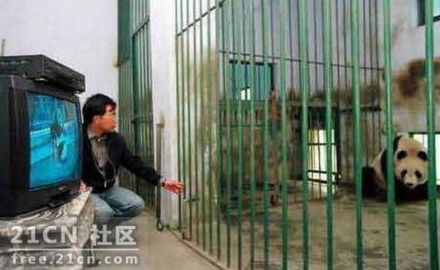 Pandas are watching porn (6 pics)