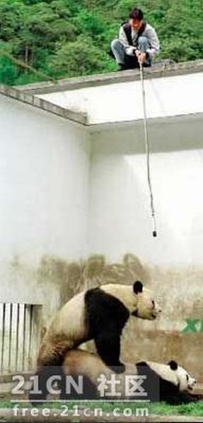 Pandas are watching porn (6 pics)