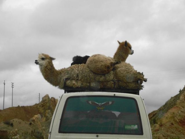 Daily picdump (86 pics)