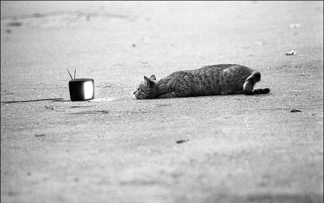 Daily picdump (86 pics)