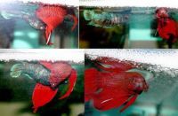 Curiosities and bonus pictures Curiosities and bonus pictures