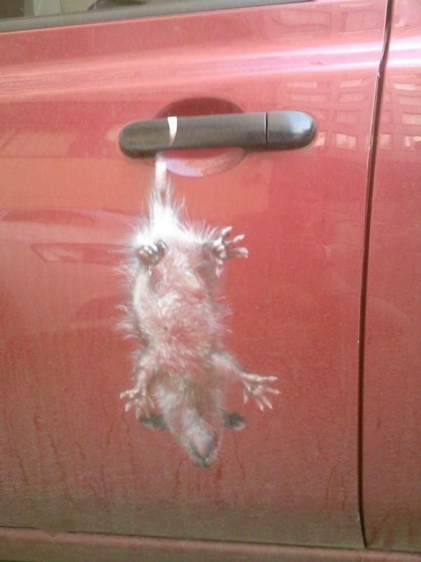 Daily picdump (132 pics)