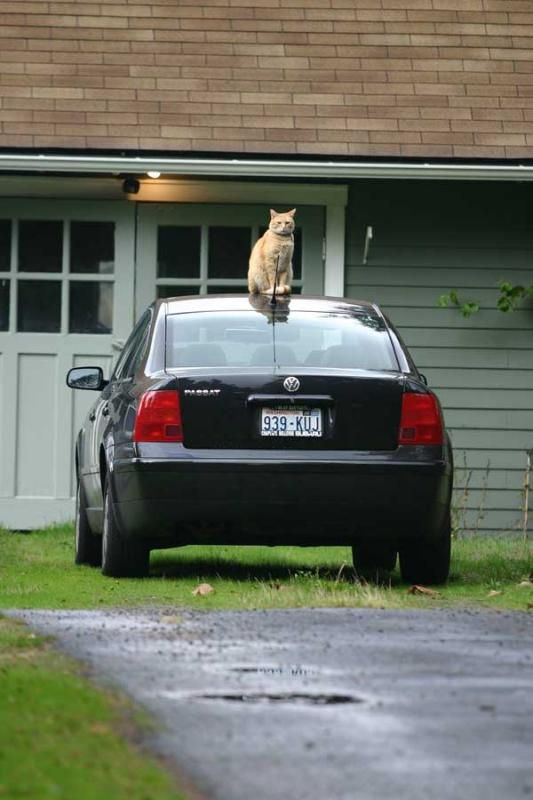 Daily picdump (132 pics)