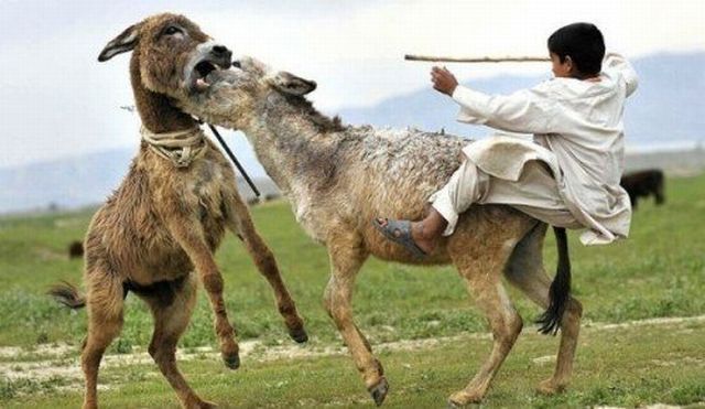 Shit happens. Part 2 (65 pics)