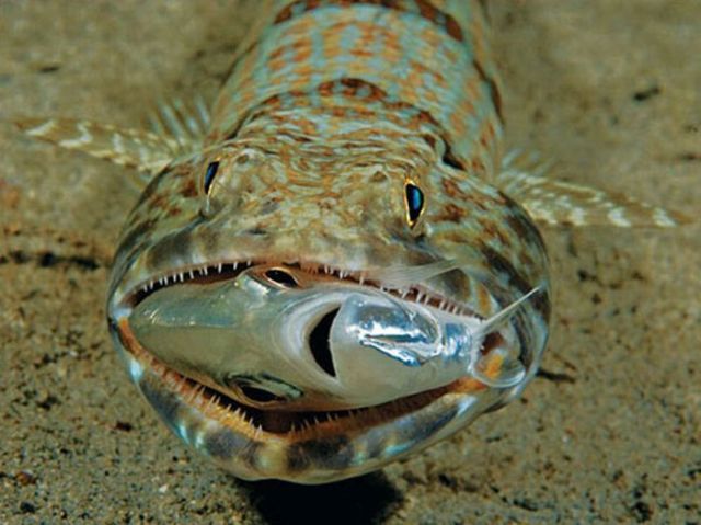 Daily picdump (107 pics)