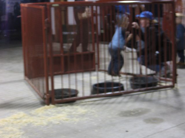 Children in cages (30 pics)