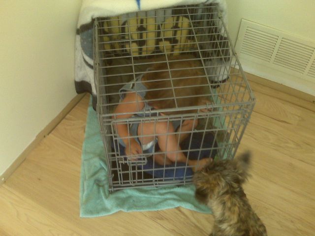 Children in cages (30 pics)