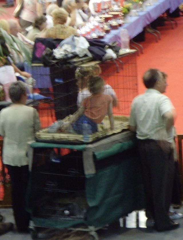 Children in cages (30 pics)