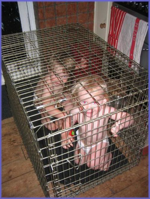 Children in cages (30 pics)