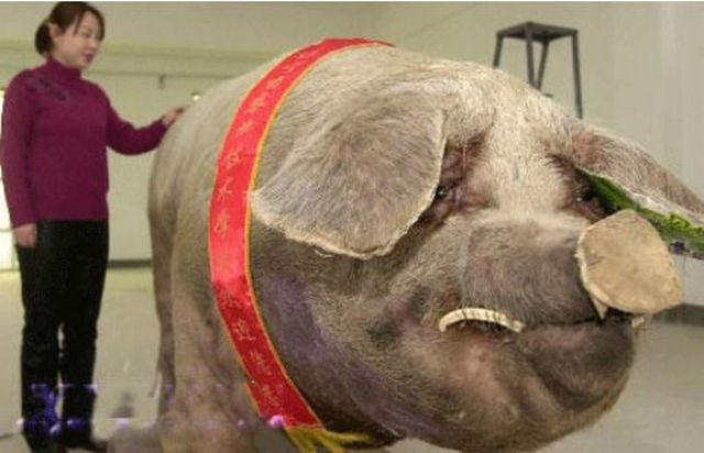 Only in Asia (145 pics)