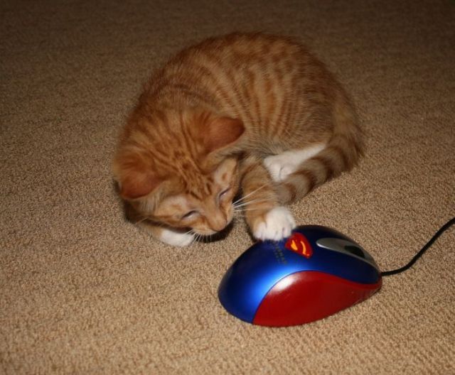 Daily picdump (118 pics)