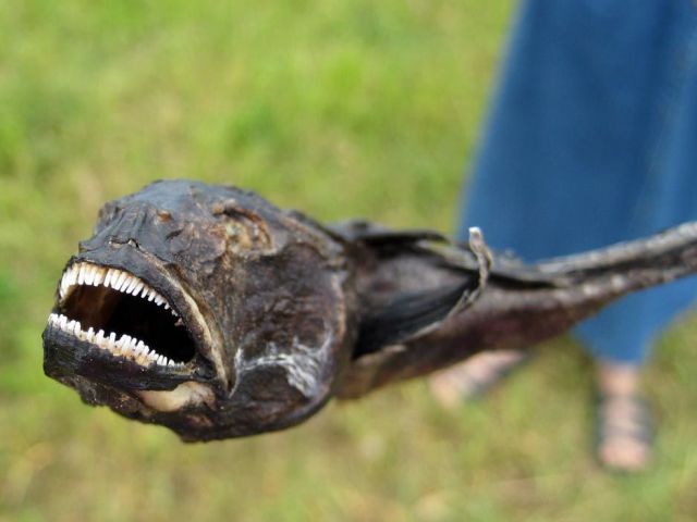 Daily picdump (118 pics)