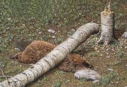 Shit happens. Part 3 (65 pics)