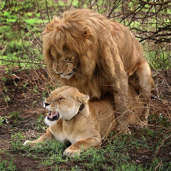 Sex Is Great! (3 pics)