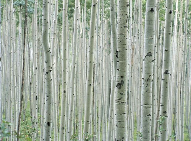 Beautiful Patterns in Nature from National Geographic. Part 2 (78 pics)