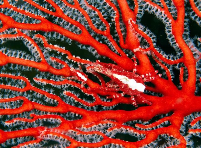 Beautiful Patterns in Nature from National Geographic. Part 2 (78 pics)