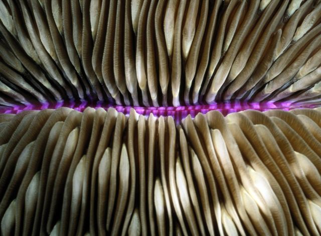 Beautiful Patterns in Nature from National Geographic. Part 2 (78 pics)