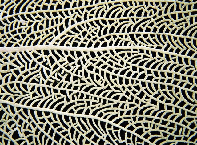 Beautiful Patterns in Nature from National Geographic. Part 2 (78 pics)