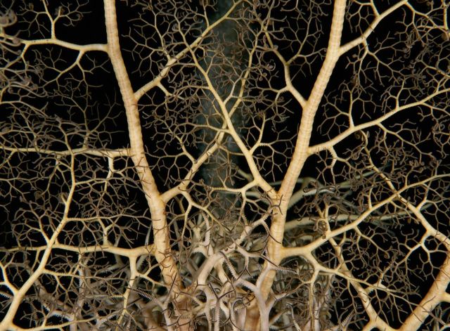 Beautiful Patterns in Nature from National Geographic. Part 2 (78 pics)