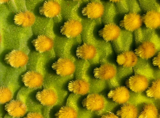 Beautiful Patterns in Nature from National Geographic. Part 2 (78 pics)