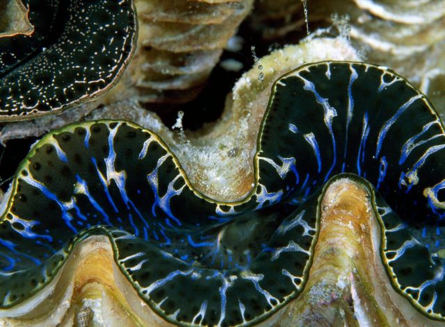 Beautiful Patterns in Nature from National Geographic. Part 2 (78 pics)