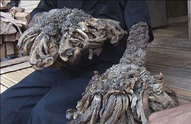 Have You Ever Seen a Tree Man? (19 pics)