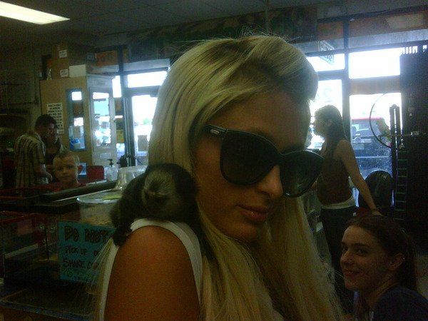 So Paris Hilton Twitters (24 pics)