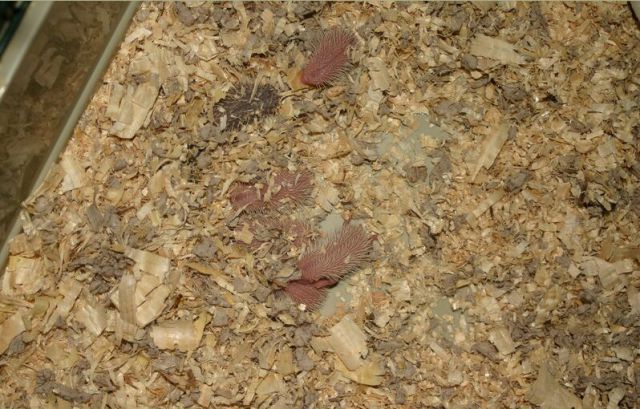 Newly Born Hedgehogs Are So Cute (52 pics)