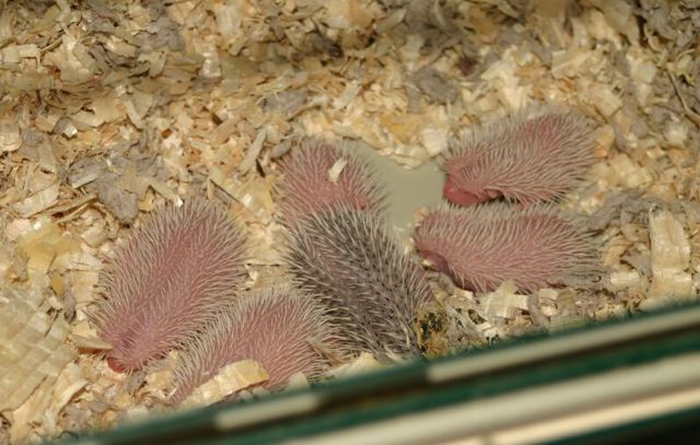 Newly Born Hedgehogs Are So Cute (52 pics)