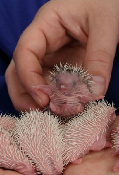 Newly Born Hedgehogs Are So Cute (52 pics)